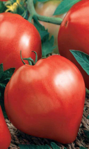 Томат ЛЮБЯЩЕЕ СЕРДЦЕ &mdash; Куст ломится от плодов! Масса до 1 кг! Урожайность на 60 % выше чем у Бычьего сердца!