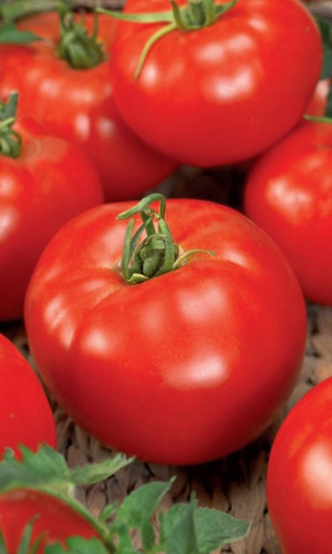 Томат ЛЮКС &mdash; Неприхотлив! Для ленивых садоводов! Настоящий Люкс! Без пасынкования!