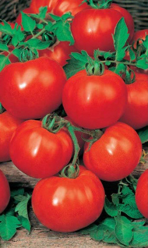 Томат МАРФА F1 &mdash; Супернеприхотливый! Холодостойкий! Лёжкий!