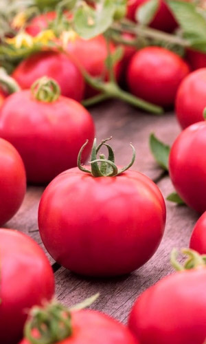 Томат НЕПАСЫНКУЮЩИЙСЯ РОЗОВЫЙ &mdash; Ультраскороспелый! Дружное созревание! Без пасынкования!