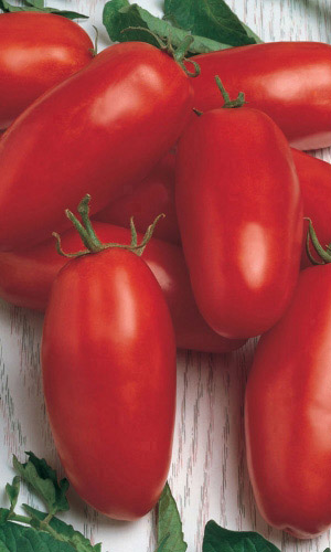 Томат НОВИЧОК &mdash; Классический, высокоурожайный сорт! Прост в уходе! Практически не пасынкуется! Для цельноплодного консервирования!