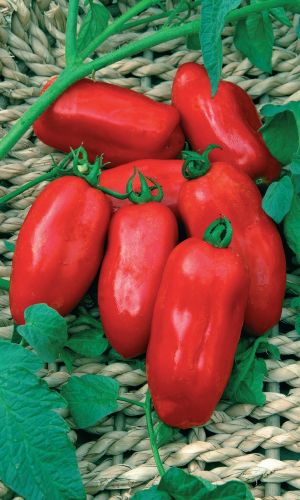 Томат ОХОТНЫЙ РЯД &mdash; Выравненные, аккуратные плоды! Сахаристые, плотные, ароматные, массой до 100 г! Высокая завязываемость!