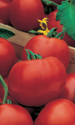 Томат ОЛЯ F1 &mdash; Очень популярный ультраскороспелый гибрид!