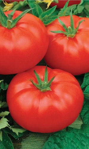 Томат ПОЛОНЕЗ F1