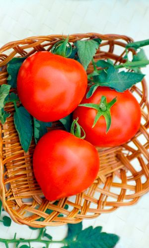 Томат ПРИМАДОННА F1