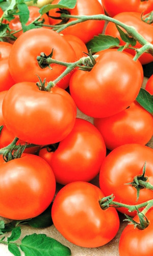 Томат РЕВАНШ