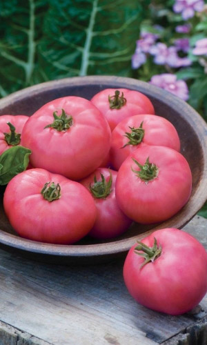 Томат РОЗОВЫЙ СЛАДКИЙ