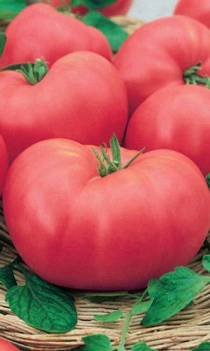Томат РОЗОВЫЙ СЛОН &mdash; Настоящий гигант! Замечательный вкус! Незаменим для летних салатов!