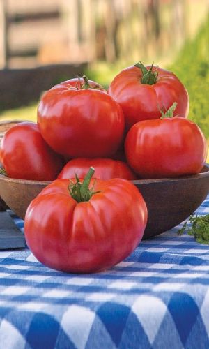 Томат РУССКИЙ БОГАТЫРЬ &mdash; Отличается дружным созреванием! Дегустационная оценка 5 баллов! Урожайность высокая, до 8 кг/м.кв!