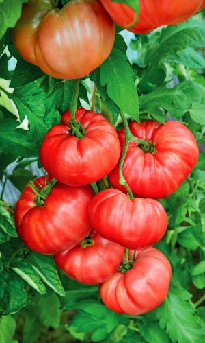 Томат САХАРНАЯ ГОЛОВА