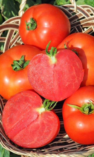 Томат СОЮЗ 8 F1