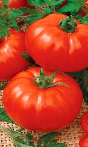 Томат СУЛТАН СУЛЕЙМАН F1 &mdash; Высокоурожайный! Крупноплодный! Идеален для сладких соков и томатной пасты!