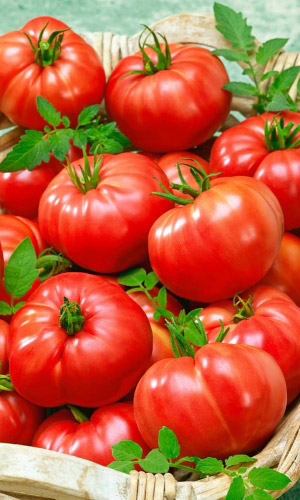 Томат ТОЛСТЫЙ БАРОН F1 &mdash; Крупноплодный! Сладкий и мясистый! Устойчив к растрескиванию!