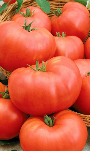 Томат СИБИРСКИЙ ТЯЖЕЛОВЕС &mdash; Уникальная холодостойкость! Невиданная урожайность томатов – великанов!