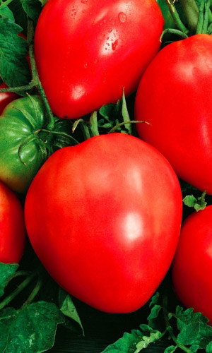 Томат УТРЕННЯЯ РОСА &mdash; Высокоурожайный! Крупноплодный! С ранним и дружным плодоношением!