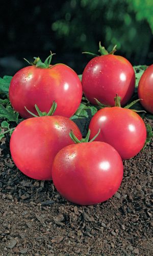 Томат ВЕСЕННЕЕ ЧУДО &mdash; Ранний, пластичный сорт! Без подвязки и пасынкования! Отлично завязывает плоды!