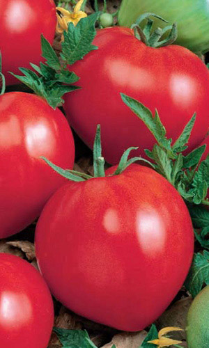 Томат ВОЛОВЬЕ СЕРДЦЕ &mdash; Мясистый гигант!