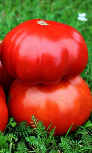 Томат ВЫБЕРИ МЕНЯ &mdash; Один из вкуснейших крупноплодных томатов! Подходит на сок и пасту! Устойчив к резким перепадам температуры!