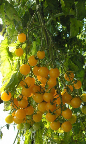 Томат ЗЛАТОВЛАСКА &mdash; Лакомство №1, вкус с нотками сливочной карамели!