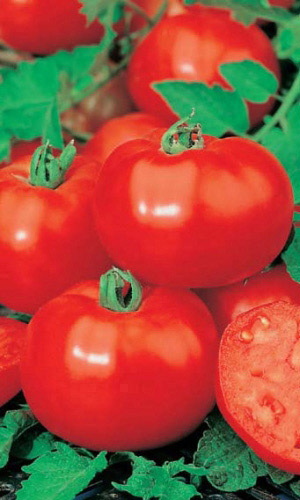 Томат ЗОЛУШКА