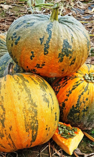 Тыква ЛИРИКА