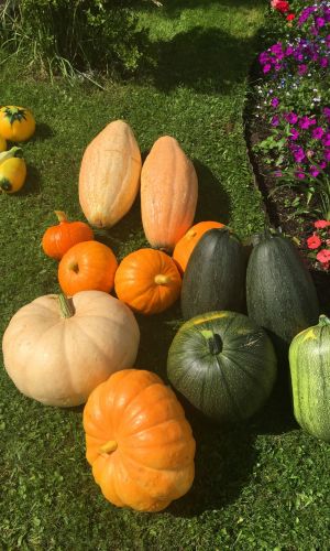 Тыква СМЕСЬ МЕЛКОПЛОДНЫХ СОРТОВ