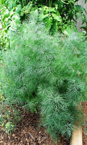 Укроп ДАЛЬНИЙ ШИК