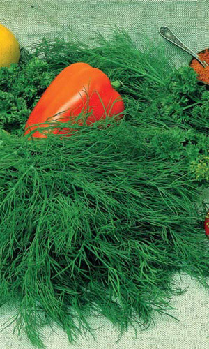 Укроп РУССКИЙ ПУШИСТЫЙ