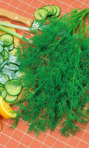 Укроп ГЕНЕРАЛЬСКИЙ