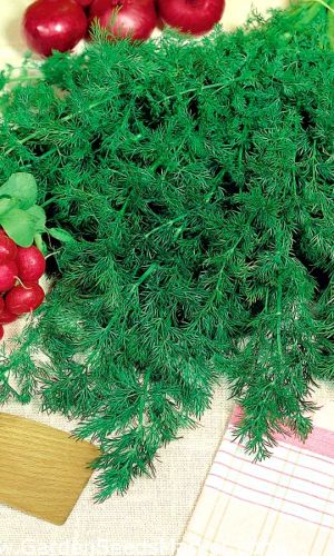 Укроп УЗБЕКСКИЙ 243