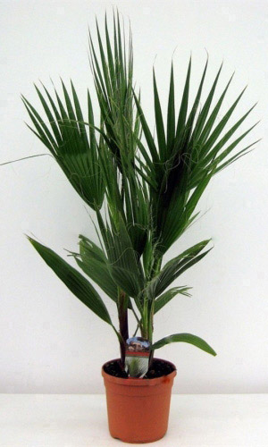 Вашингтония НИТЧАТАЯ