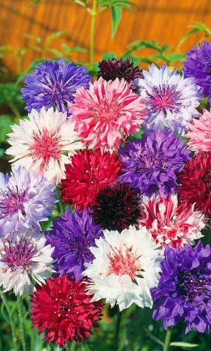 Василёк ДИВО ДИВНОЕ