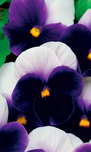 Виола АДОНИС