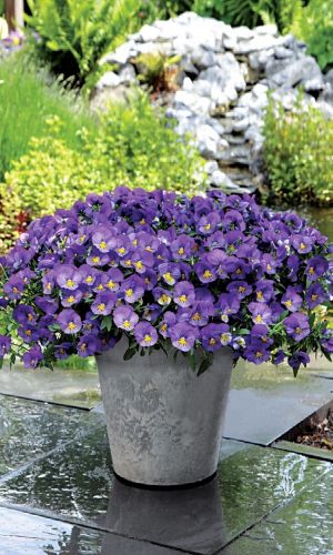 Виола для вазона ВОДОПАД МОНРО