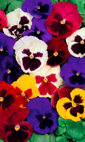 Виола ЛЕРА F2