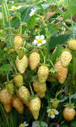 Земляника ЖЁЛТОЕ ЧУДО