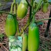 Баклажан ДРУЖБА