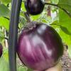 Баклажан ВИОЛЕТТА ДИ ФИРЕНЦЕ