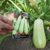 Кабачок РУССКИЙ ДЕЛИКАТЕС