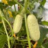 Огурец БЕЛЫЙ САХАР F1