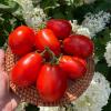 Томат НИ ЗАБОТ, НИ ХЛОПОТ